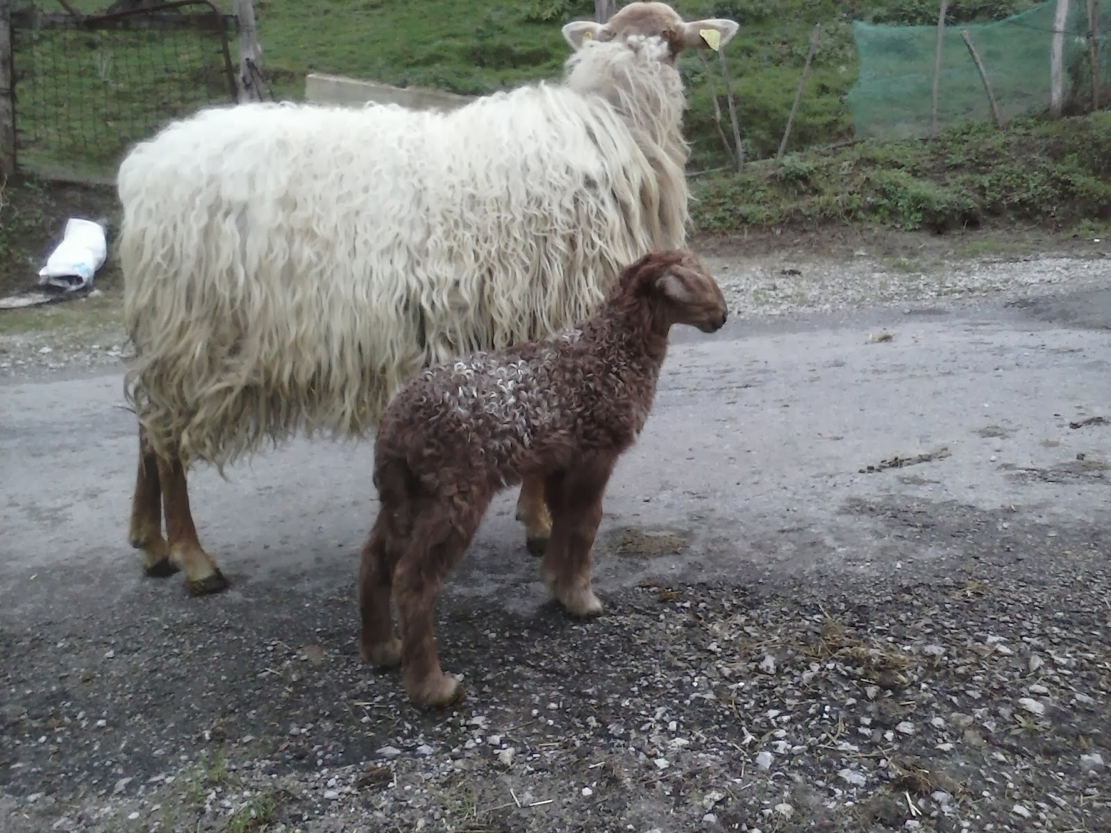 ovejas carranzanas Paridera 20132014