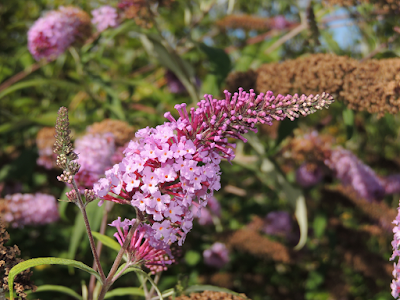 Buddleja davidii Franch. Buddleja davidii Franch.