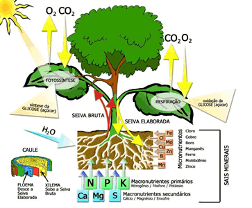 O reino plantae pdf printer