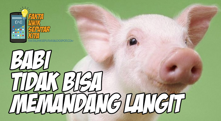 Fakta Unik Seputar Kita Februari 2019