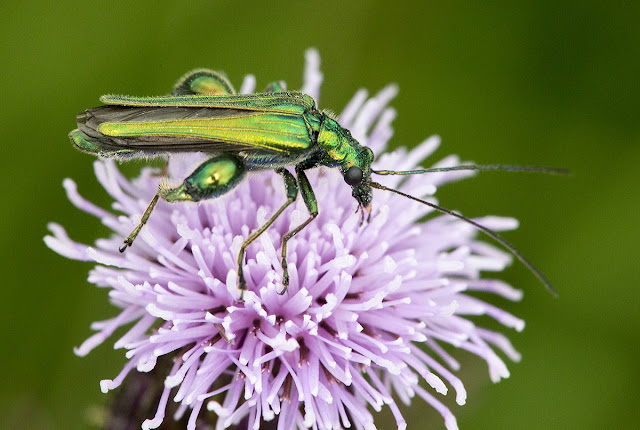 Fat-thighed Beetle, Oedemera nobilis, on a Creeping Thistle, Cirsium arvense.  Jubilee Country Park, 18 July 2012.