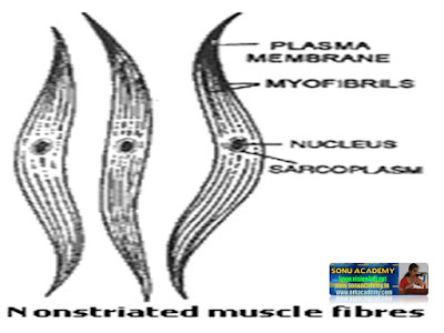 SONU ACADEMY: MUSCLE TISSUE - TEXT