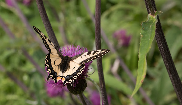 Papilio machaon