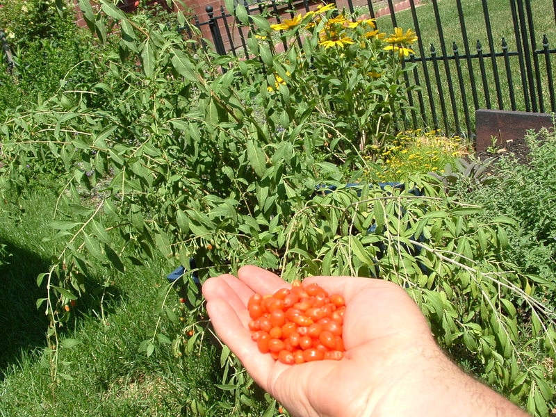 Plant Envy Goji Berries Gone Wild!