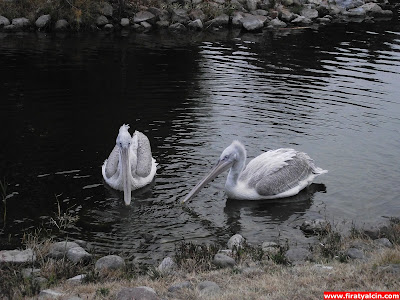Fotoğraflarla İzmir Doğal Yaşam Parkı Çektiğim fotoğraflar, kişisel yazılar, Kişisel Yayınlar, old,