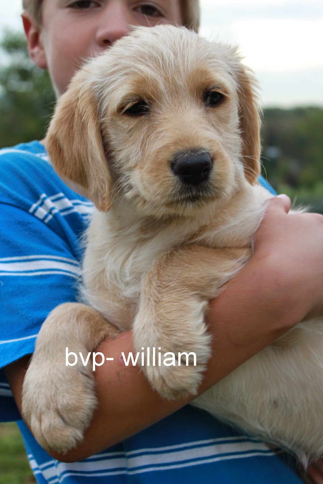 Buffalo Valley Puppies (Labradoodles and Goldendoodles): 2014 August ...