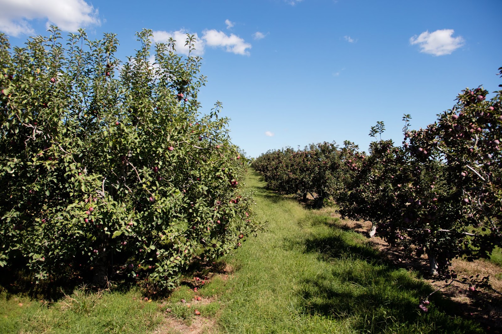 Scott's Orchard Klein dot Co