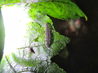 クロマドボタルの幼虫