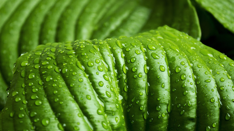 Green Leaf with Rain Drops