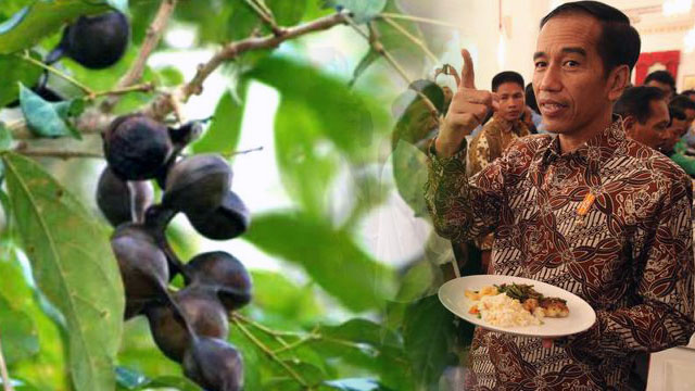 Harusnya Jokowi Cari Solusi Bukan Nyuruh Tanam Jengkol, Lima Tahun Nunggu Berbuah Harusnya Jokowi Cari Solusi Bukan Nyuruh Tanam Jengkol, Lima Tahun Nunggu Berbuah