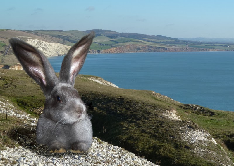 Mind How You Go Mice and giant rabbits cause of erosion