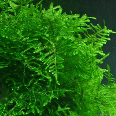 Taxiphyllum Musgo Taxiphyllum Musgo
