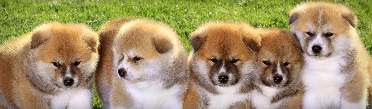 Can You Use Comfortis For Cats On Dogs Can You Use Comfortis For Cats On Dogs
