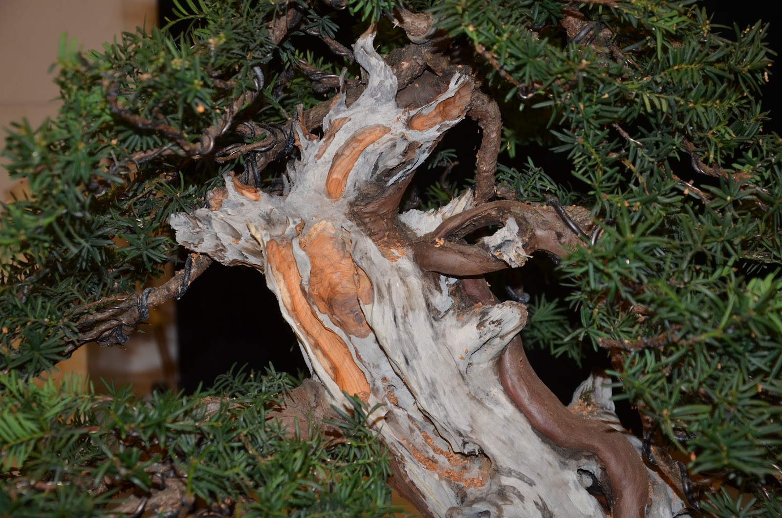 Yamabonsai Will Baddeley Yama Bonsai Studio and JU SEI KAI clubdemo