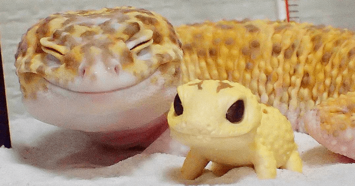 This Captivating Smiling Gecko Will Definitely Enliven Your Day