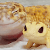 This Captivating Smiling Gecko Will Definitely Enliven Your Day