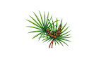 Saw Palmetto