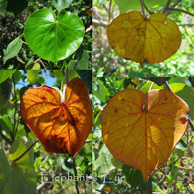 Hibiscus tiliaceus leaves doing 'autumn' glory
