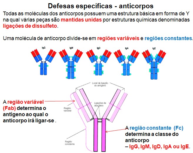 Natallya Biomedicina Estrutura Molecular dos Anticorpos