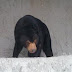マレーグマ フジ 熊本市動植物園
