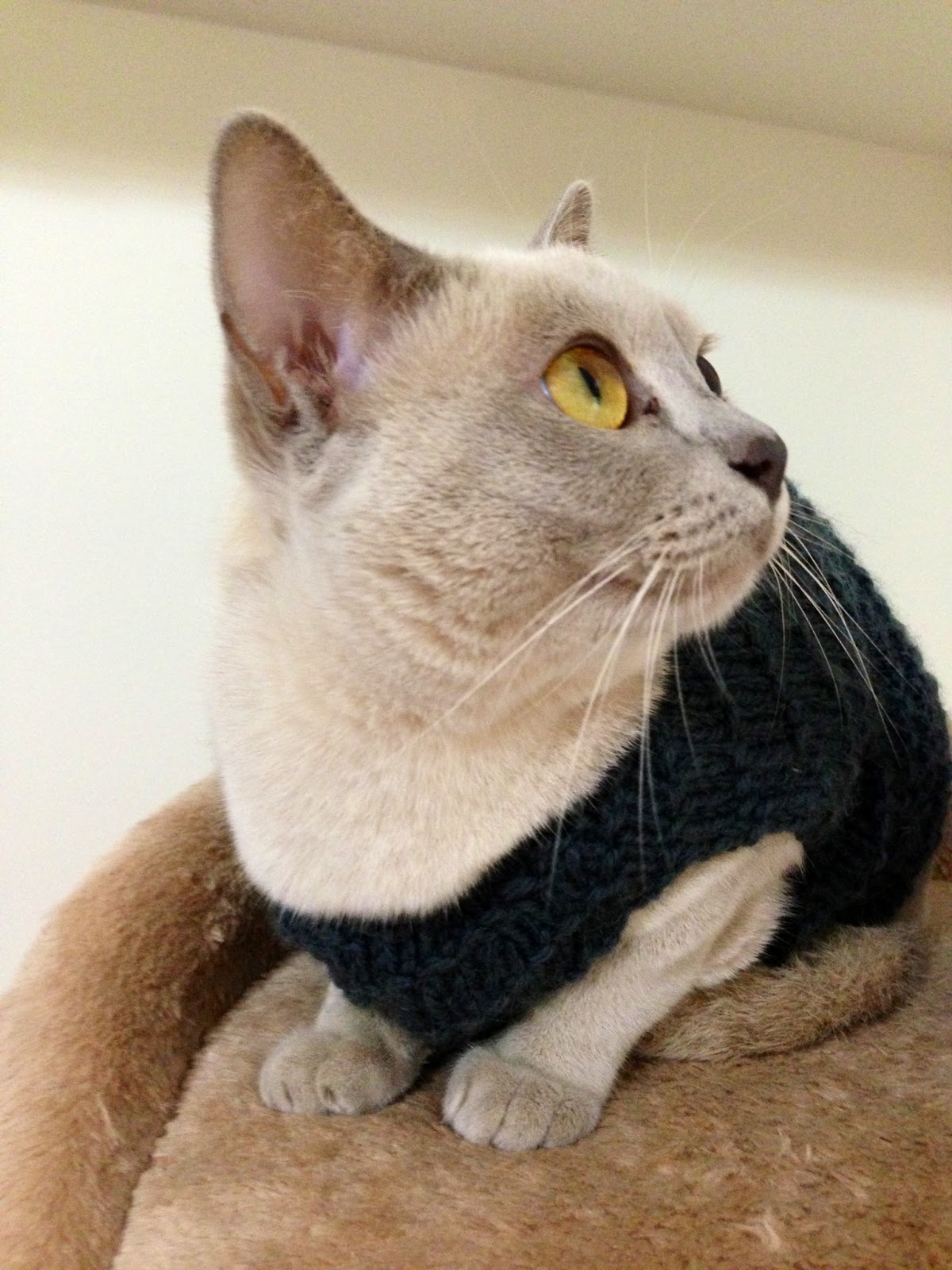 A Flood of Stitches Crazy knitting projects The cat jumper