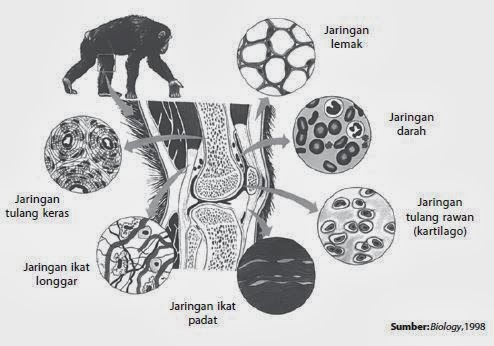 Penjelasan Tentang Jaringan  Ikat Biologi Indonesia