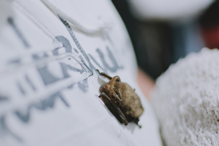 bat tiny bat on hoodie