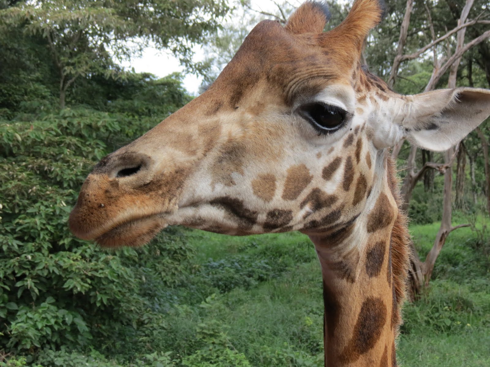 Garret in kenya how to properly kiss a giraffe 