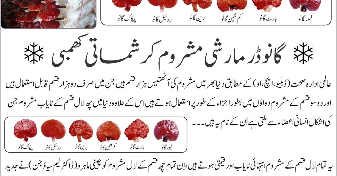 DXN One World One Market REISHI MUSHROOM (GANODERMA) IN URDU