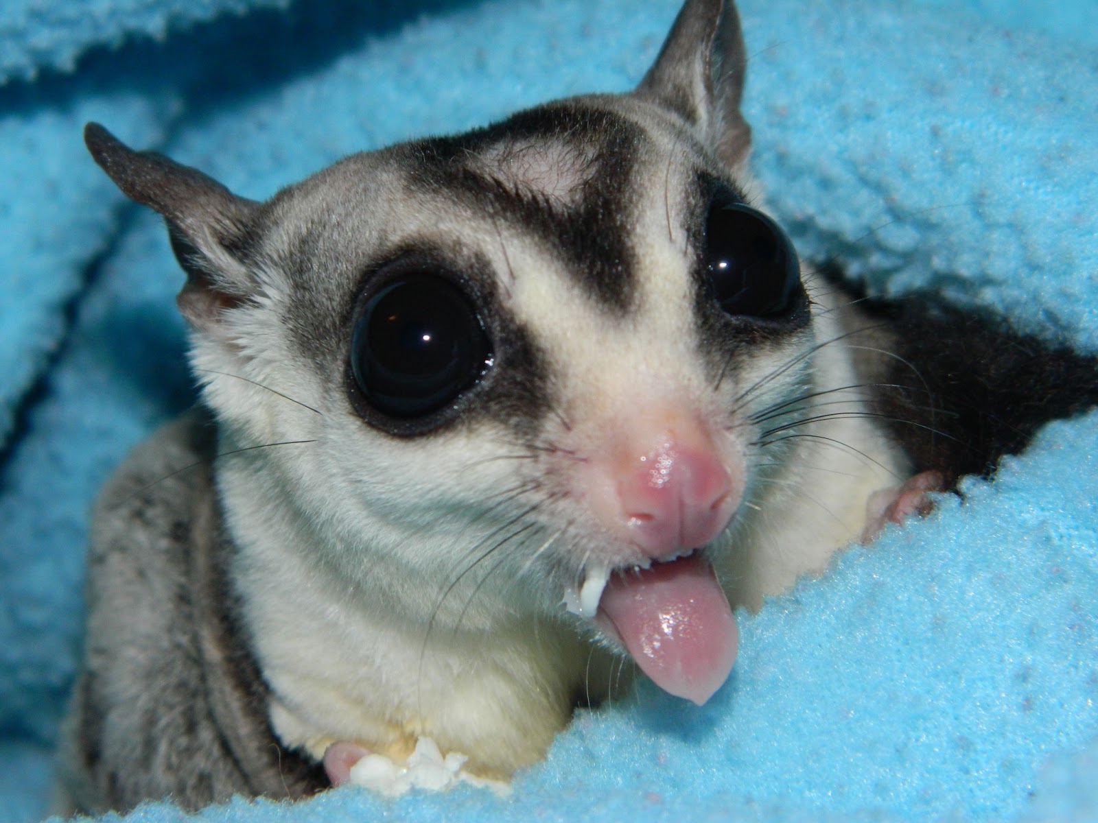 The Compulsive Ramblings Of A Philotherian Sugar glider love...