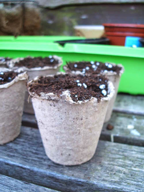 fibre pots filled with compost and waiting for seeds