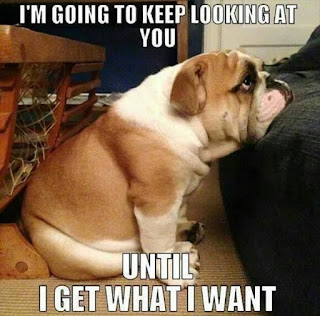 Dog Memes Dog Memes