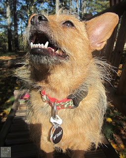 Jada modeling The French Dog Collars
