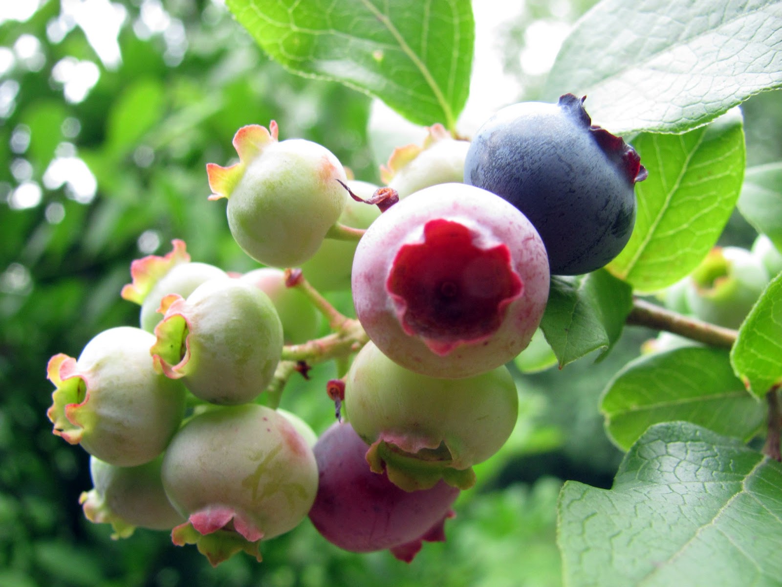 curving back red, white and blueberries