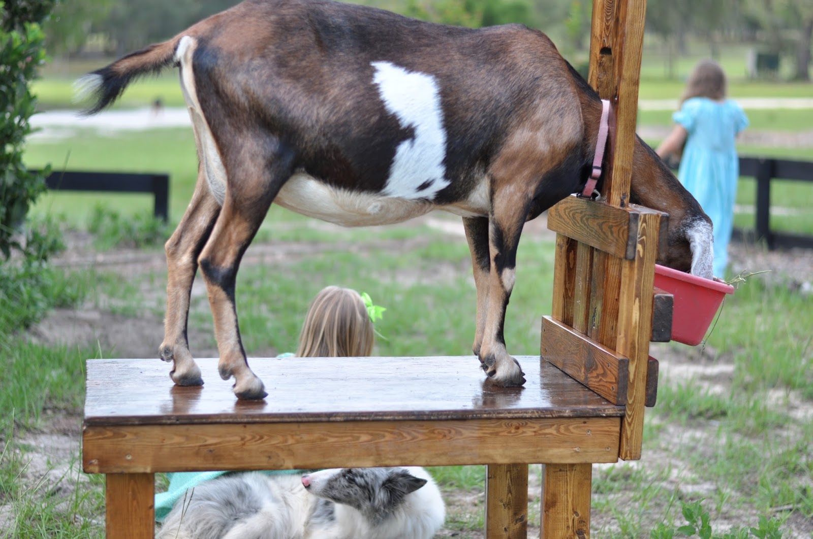 Handmade Goat Stand for Sale!