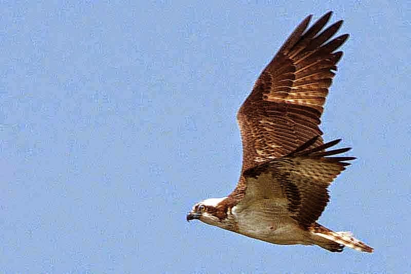 osprey bird in flight