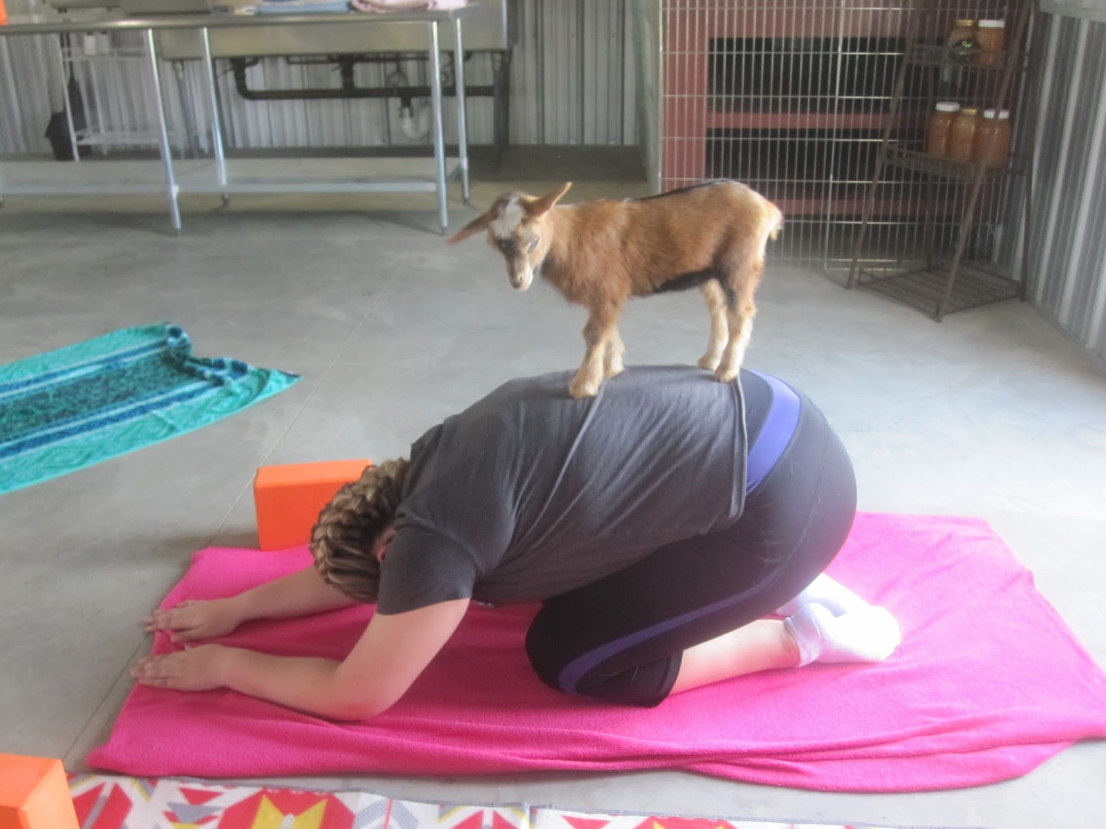 Yoga with Goats Amherst, OH
