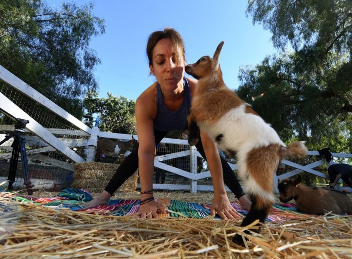 Ioga com cabras é a última moda entre as mulheres Ioga com cabras é a última moda entre as mulheres
