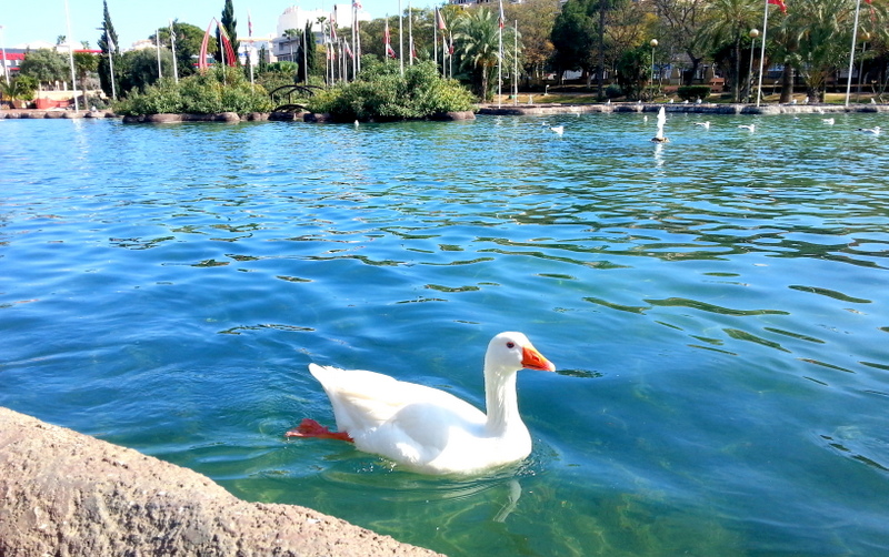 The most beautiful park in Torrevieja