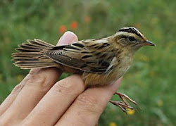 Aquatic Warbler