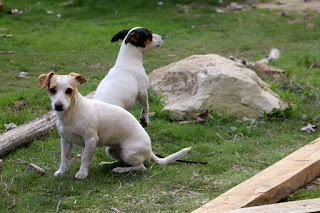 The girls love watching as we work The girls love watching as we work