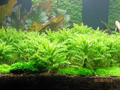 Pogostemon Helferi Pogostemon Helferi
