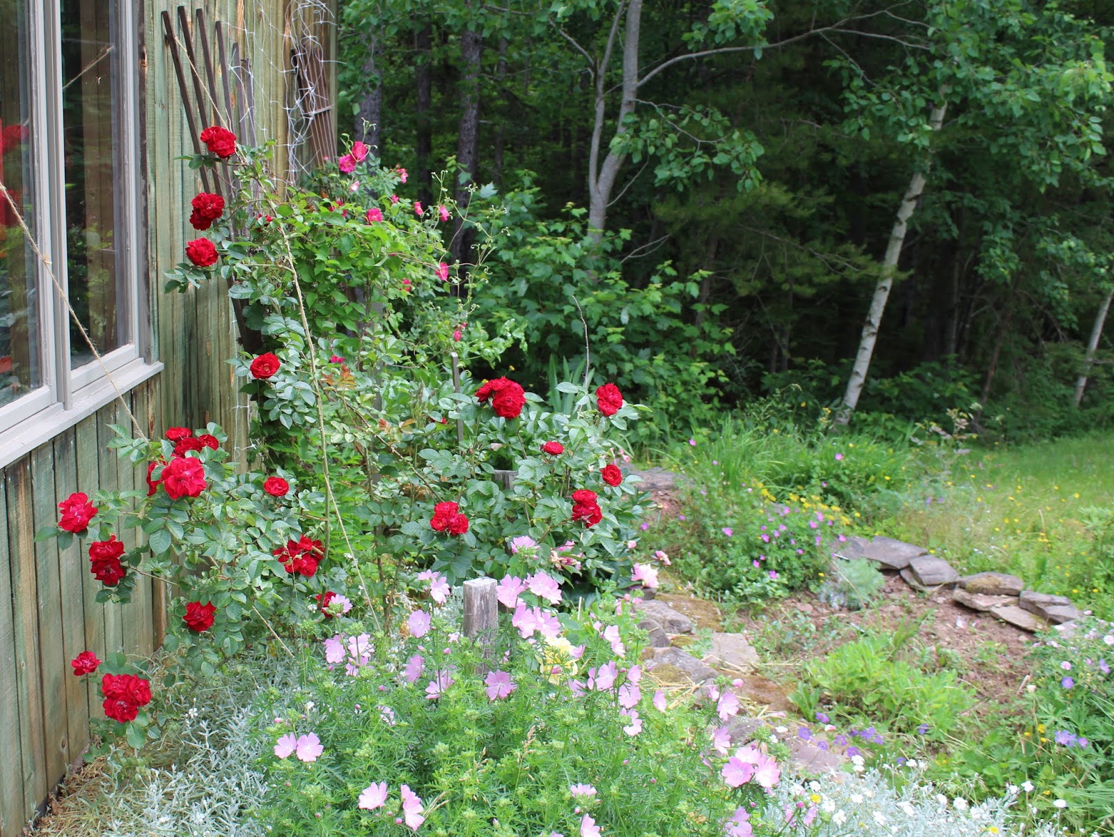 Landscape Ideal Weigela