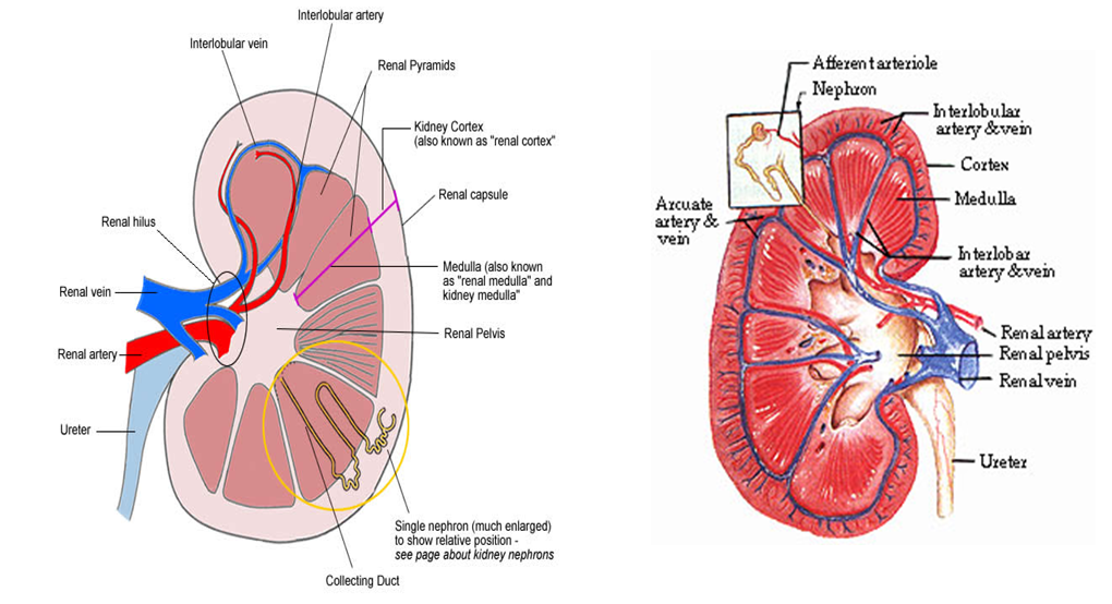 MBBS Medicine (Humanity First) Autosomal dominant polycystic kidney