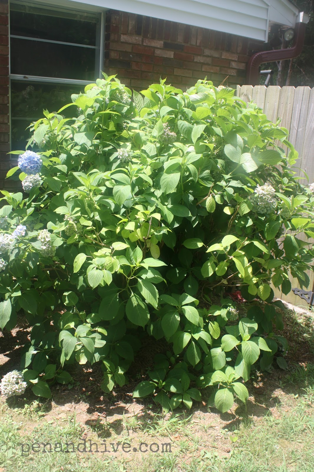 Pen & Hive How to Prune Hydrangeas