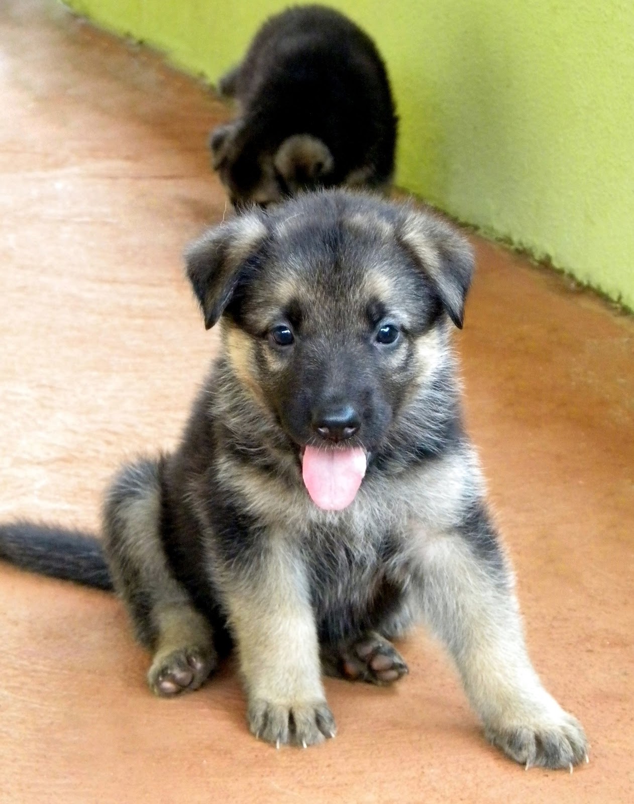 Filhotes de cães pastor alemão capa preta legítimos à venda PROJETO CACHORRO BOM