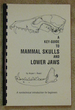 whitetail deer skulls