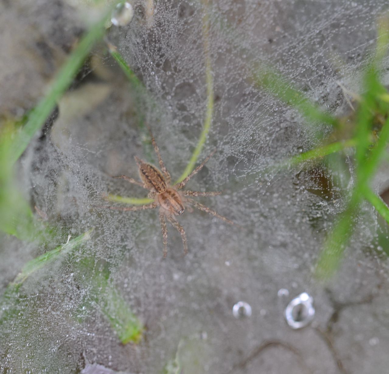 Flower Hill Farm Drops Of Time Caught In The Mist Garden Facades