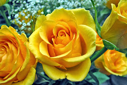 yellow rose roses wallpapers flowers flower dolly parton pretty resolution backgrounds desktop meaning