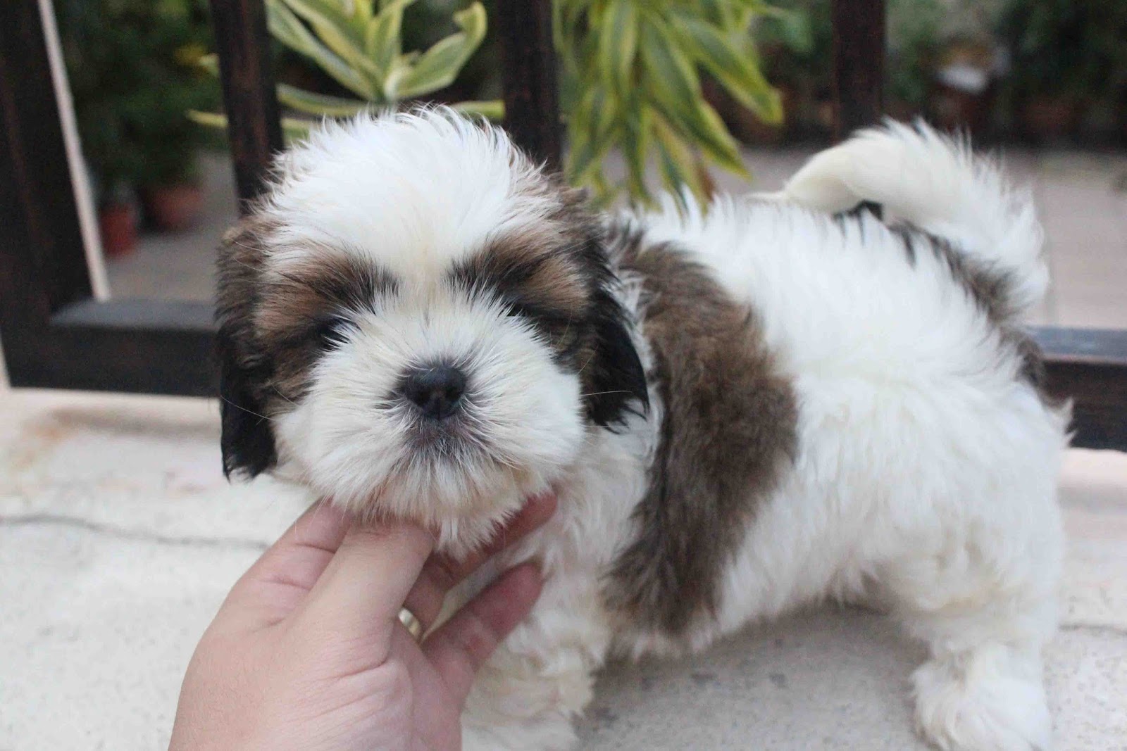 LovelyPuppy 20130803 Shih Tzu & Toy Poodle Puppy